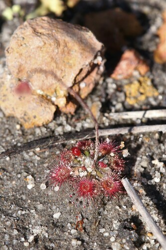 Drosera coomallo