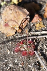 Drosera coomallo