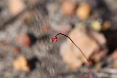 Drosera coomallo