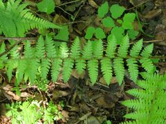 Dryopteris sichotensis