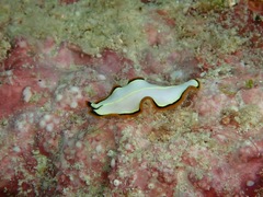 Pseudoceros confusus