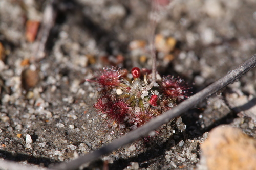 Drosera coomallo