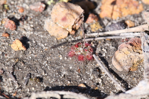 Drosera coomallo