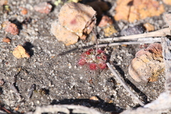 Drosera coomallo