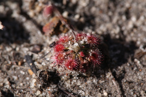 Drosera coomallo