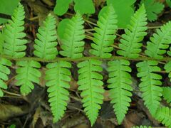 Dryopteris sichotensis