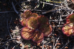 Drosera magna