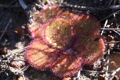 Drosera magna