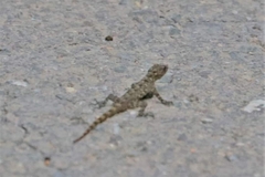 Cnemaspis siamensis