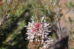 Isopogon asper