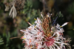 Isopogon asper