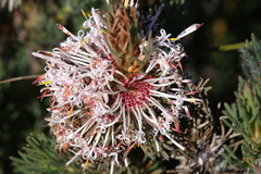Isopogon asper