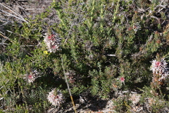 Isopogon asper