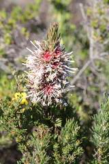 Isopogon asper