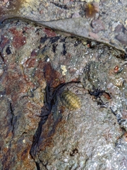 Chitonina