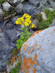 Senecio chrysanthemoides