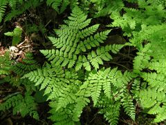 Dryopteris amurensis