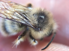 Bombus sitkensis