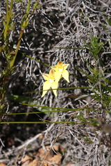 Caladenia flava flava