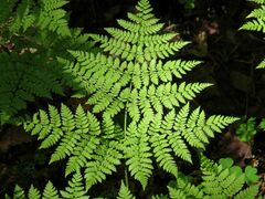Dryopteris amurensis