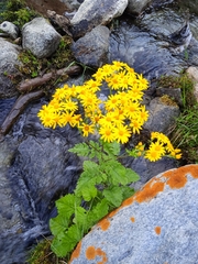Senecio chrysanthemoides