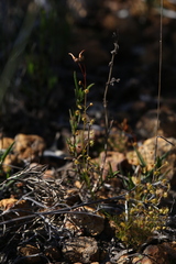 Drosera prophylla