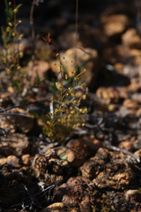 Drosera prophylla