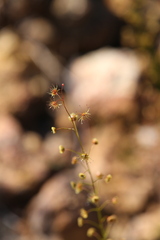 Drosera prophylla