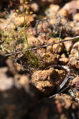 Drosera prophylla