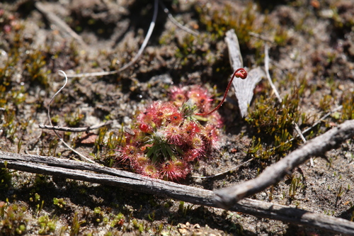 Drosera spilos
