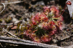 Drosera spilos