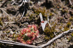 Drosera spilos