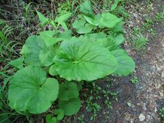 Ligularia sachalinensis
