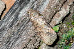 Odontodes aleuca