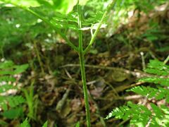Dryopteris amurensis