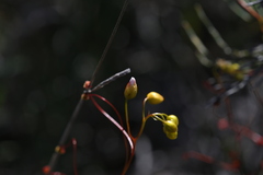 Drosera thysanosepala