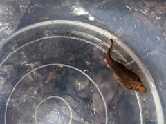 Lepadogaster purpurea