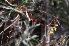 Drosera thysanosepala