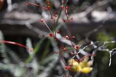 Drosera thysanosepala