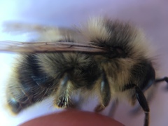 Bombus sitkensis