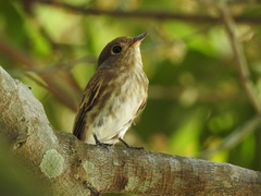 Muscicapa williamsoni