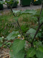 Solanum nigrum