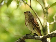 Muscicapa williamsoni
