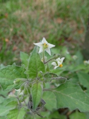 Solanum nigrum
