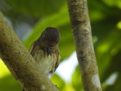 Muscicapa williamsoni