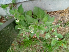 Solanum nigrum