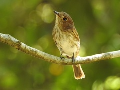 Muscicapa williamsoni