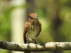 Muscicapa williamsoni