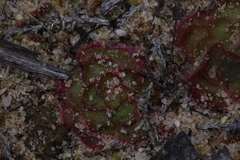 Drosera zonaria