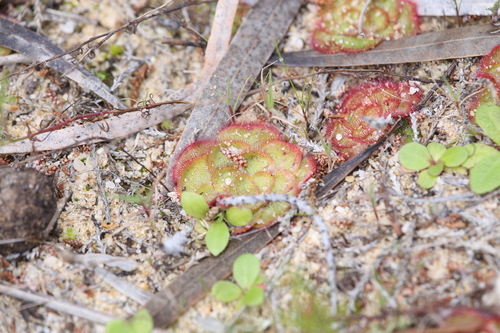 Image of Drosera zonaria by (c) Hugo Innes, some rights reserved (CC BY)